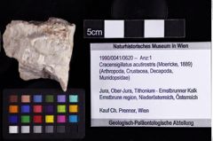 Foto (Objket + Etiketten) von Cracensigillatus acutirostris (Moericke, 1889) 